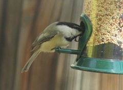 Poecile atricapillus × gambeli