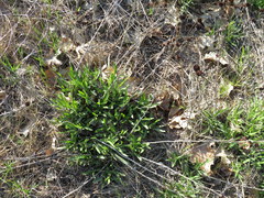 Rudbeckia missouriensis