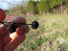 Rudbeckia missouriensis