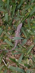 Anolis sagrei