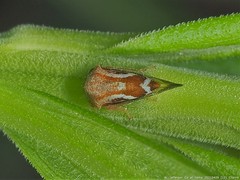 Ophiderma evelyna