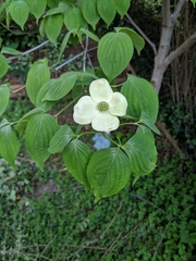Cornus kousa