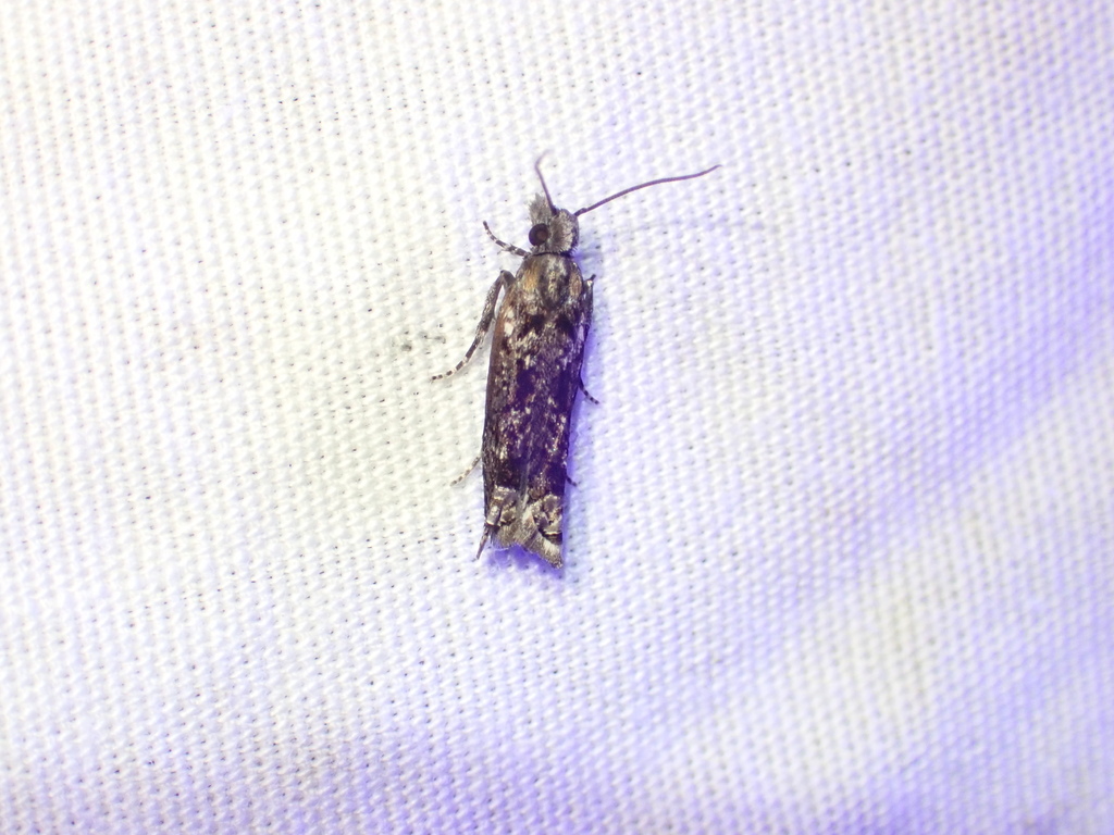 Eccoptocera iwipookua
