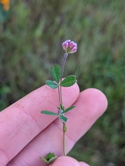 Trifolium bifidum decipiens