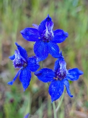 Delphinium decorum decorum