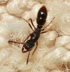 Pseudoponera stigma