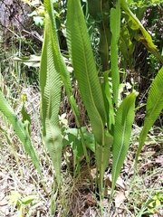 Niphidium crassifolium