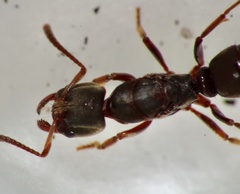 Pseudoponera stigma