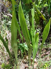 Niphidium crassifolium