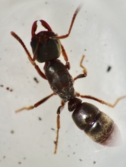 Pseudoponera stigma