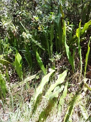 Niphidium crassifolium