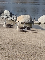 Anser cygnoides domesticus