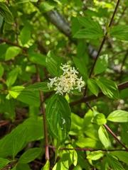 Cornus sericea occidentalis