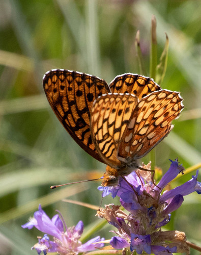 Subgenus Speyeria · iNaturalist