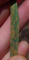 Puccinia striiformis