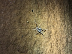 Ceuthophilus williamsoni