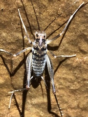 Ceuthophilus williamsoni