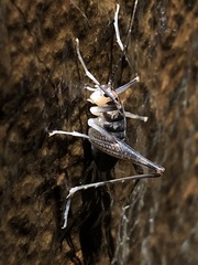 Ceuthophilus williamsoni