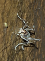 Ceuthophilus williamsoni