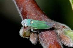 Bucephalogonia xanthophis
