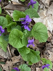 Viola selkirkii