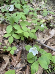 Anemonoides lancifolia