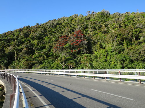 Metrosideros robusta