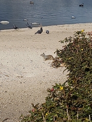 Otospermophilus beecheyi