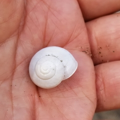 Cahuillus indioensis