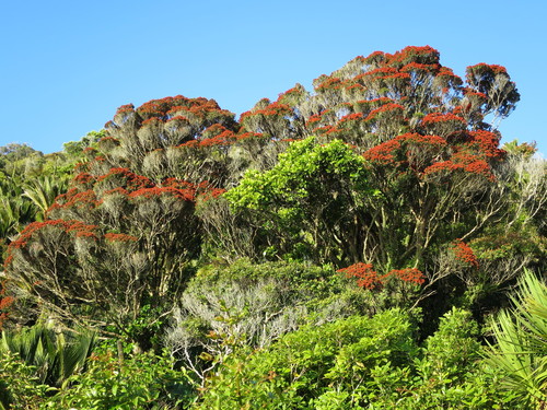 Metrosideros robusta