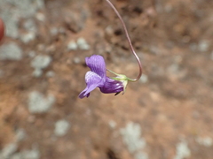 Neogaerrhinum strictum