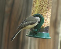 Poecile atricapillus × gambeli