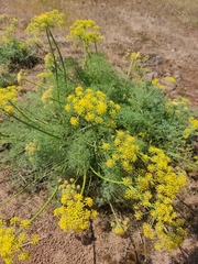 Lomatium klickitatense