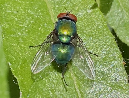 iNaturalist observation photo of Lucilia mexicana