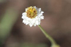 Ammobium alatum