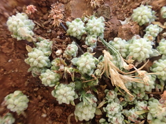 Psilocarphus tenellus