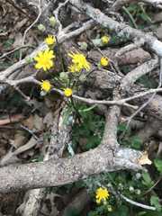 Angiospermae