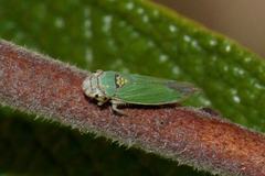 Bucephalogonia xanthophis