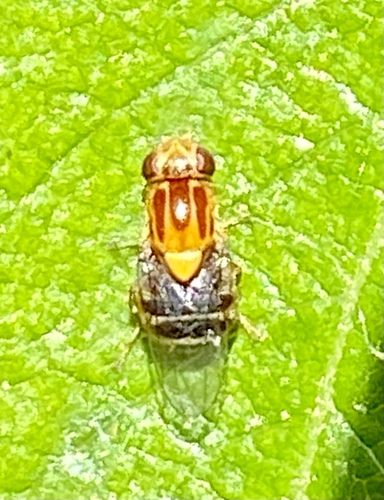 iNaturalist observation photo of Thaumatomyia