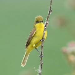 Pseudocolopteryx acutipennis