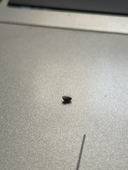 Coleoptera
