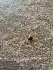 Harmonia axyridis