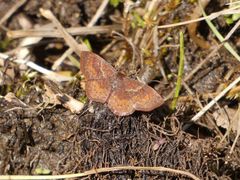 Leptostales rubromarginaria