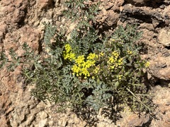 Lomatium vaginatum