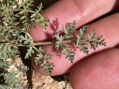 Lomatium vaginatum