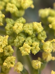 Lomatium vaginatum