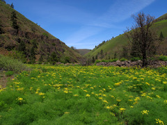 Lomatium klickitatense