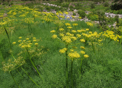 Lomatium klickitatense