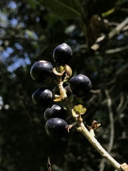 Citharexylum sulcatum