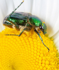 Trichiotinus lunulatus